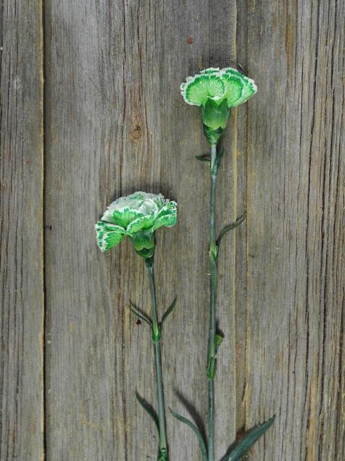 GREEN TINTED CARNATIONS